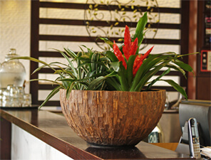 Java Planter, Indoor Plant Hire, Office Plants, Bromeliad, Colour, Desk Planter, Plant Hire