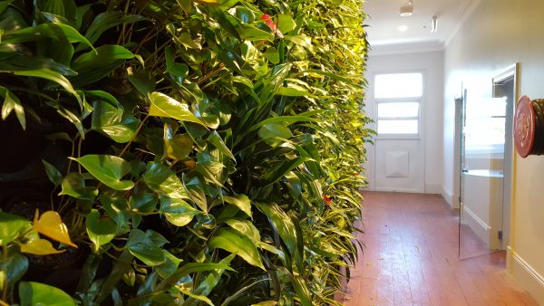 Green Walls, Vertical Gardens, Vertical Green Walls, Green Design Indoor Plant Hire, Indoor Plant hire, Office plants