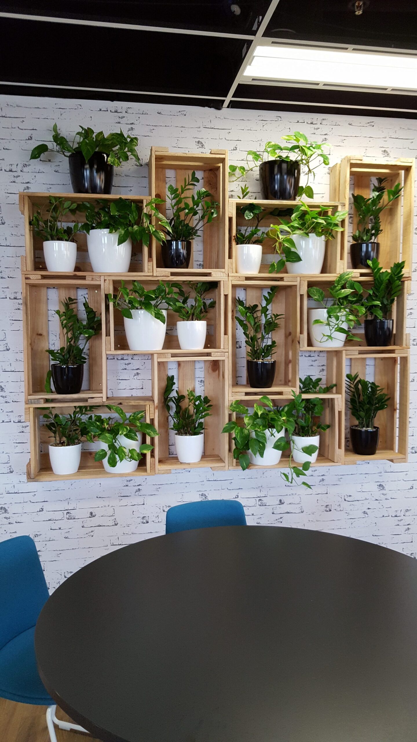 Pothos, Ivy, Green Design Indoor Plant Hire, Indoor Plant Hire, Office Plants, Office Plant Hire, biophilia