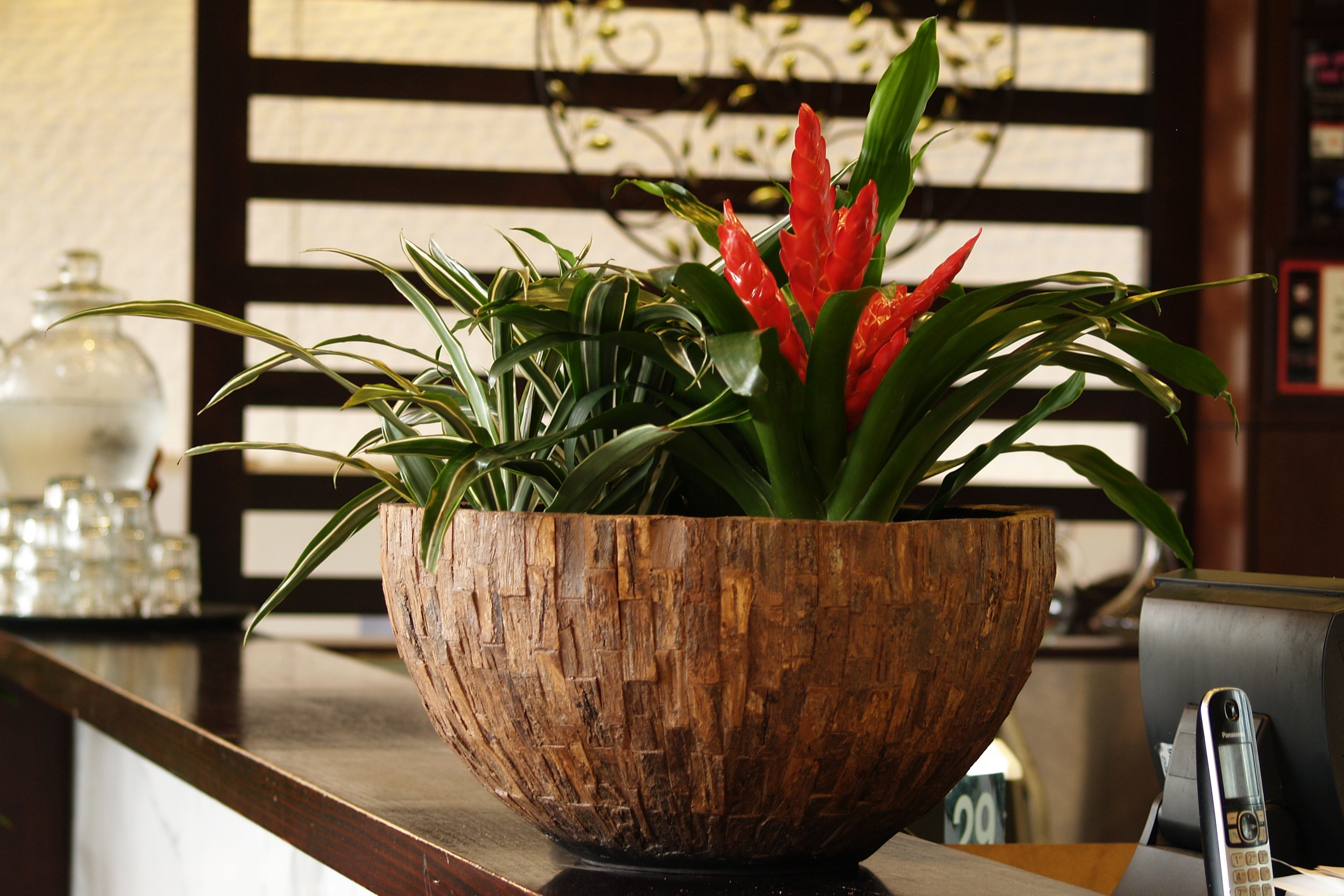 Bromeliad, Office Plants, Indoor Plant Hire,