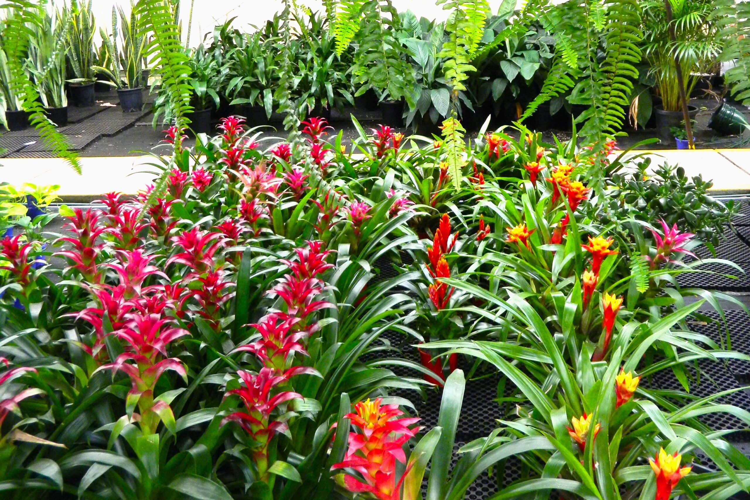 Flowers for Office Spaces