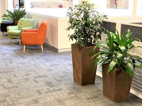 indoor plant hire, cork walls, vertical gardens, green walls, rust planter pots, office plants, office plant hire,
