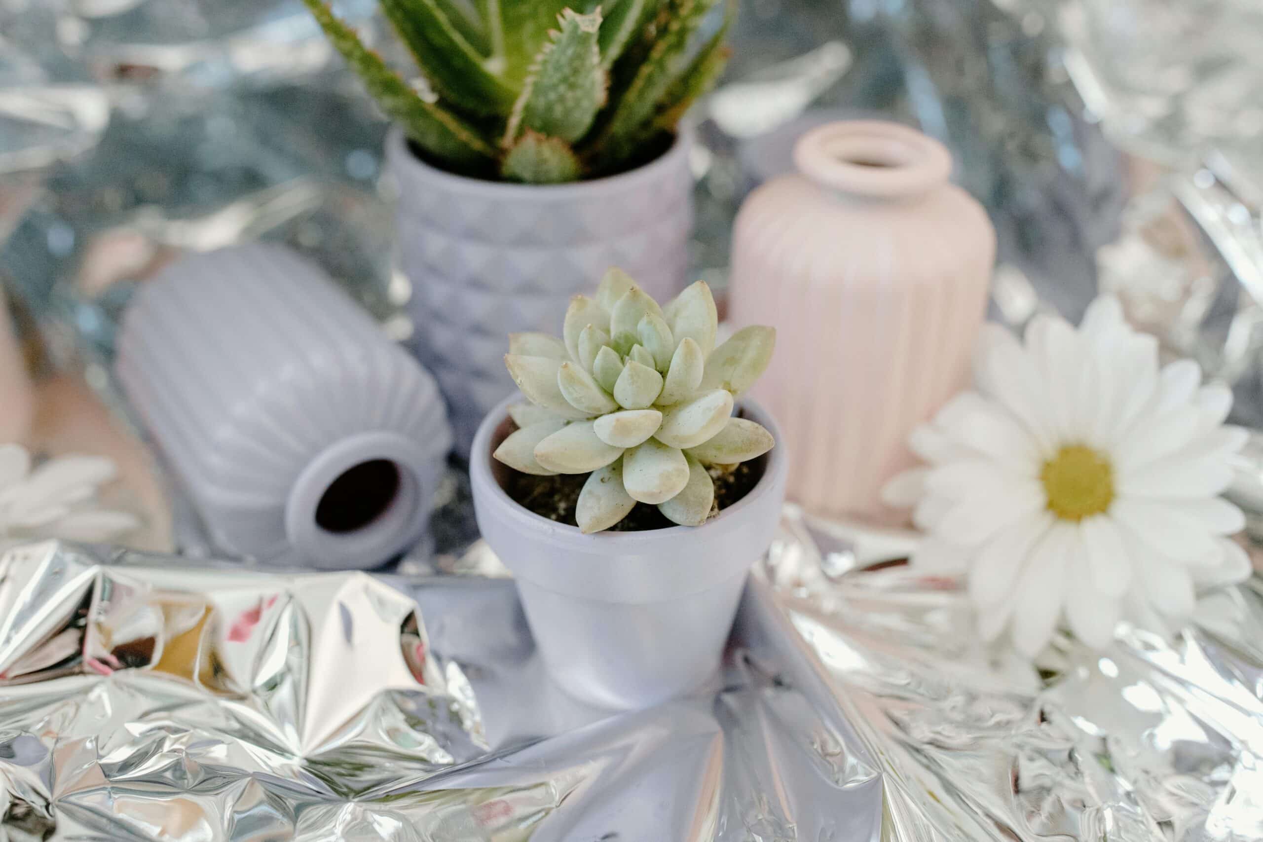 Christmas Plants, office plants, indoor plant hire,