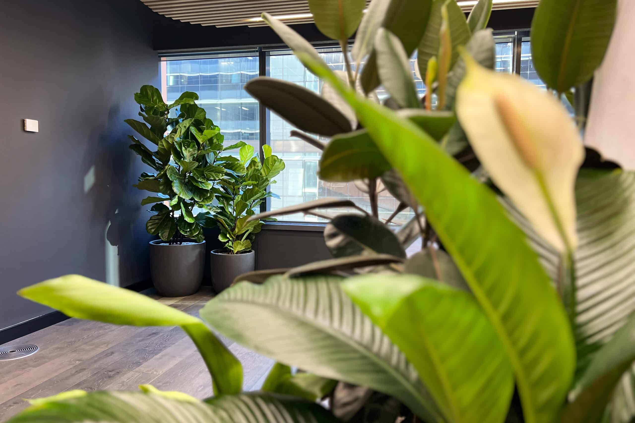 Indoor Plant Hire cluster of plants for biophilia