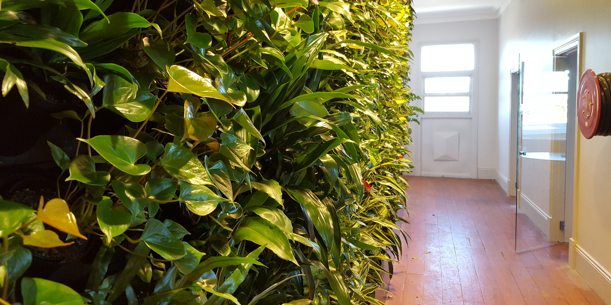 Green Wall for office design