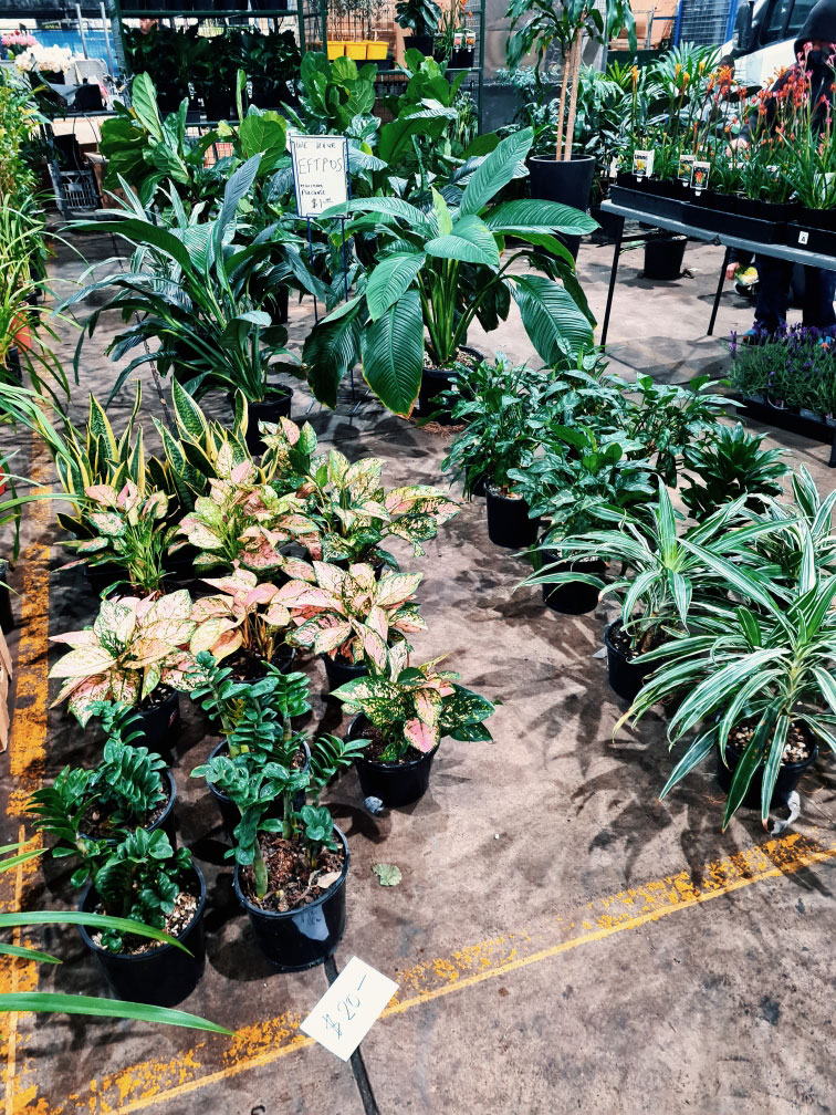 Regrown Plants At Markets