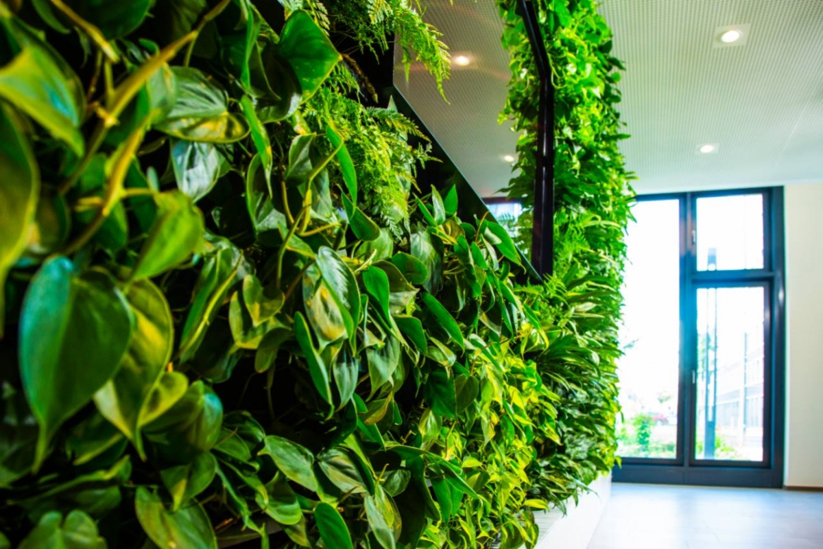 Nextgen Living Wall, Green Wall, Vertical Garden, Indoor Office Plants