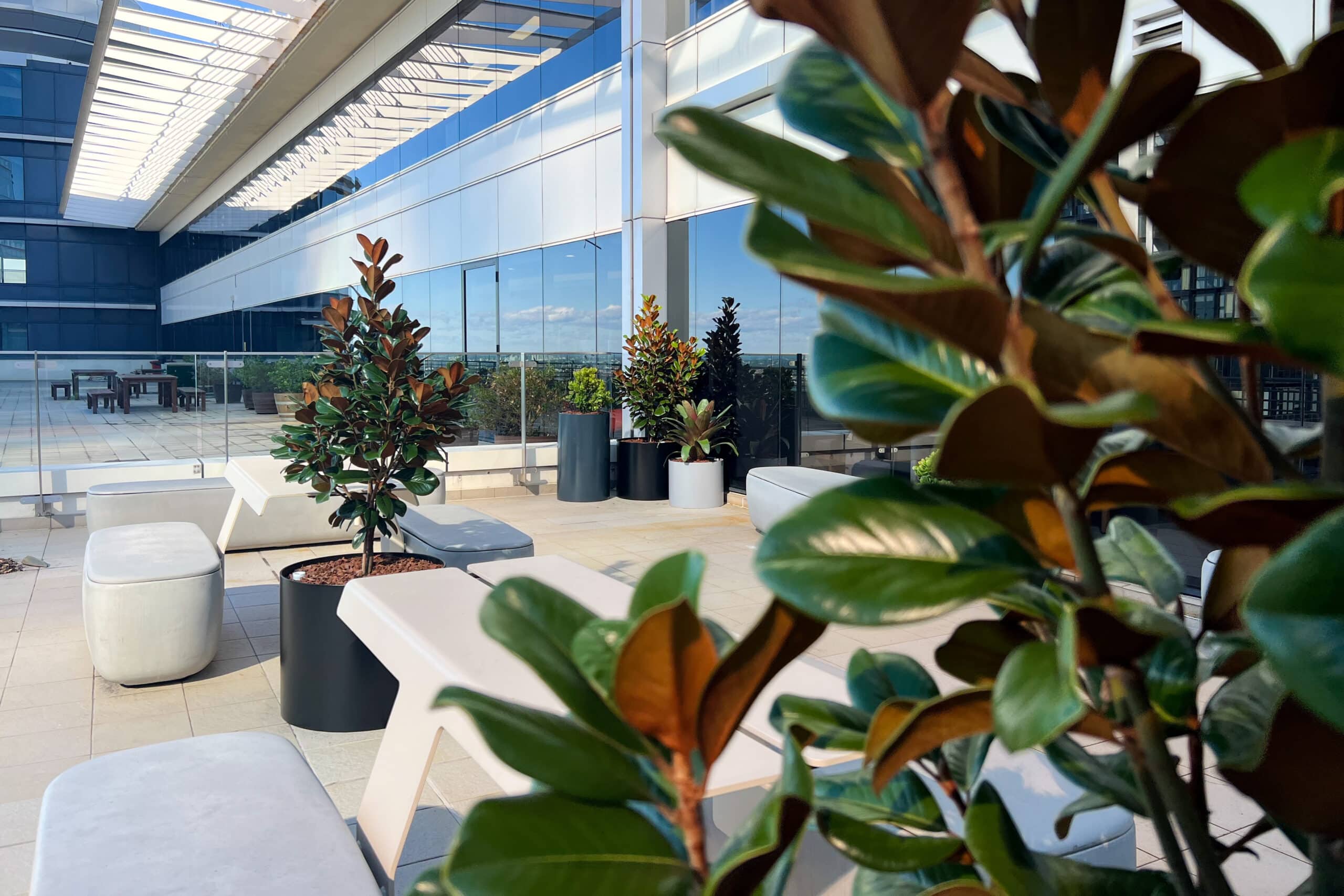 indoor plant hire, plants for wellbeing, plants remove cancer causing toxins, office plants, office design,