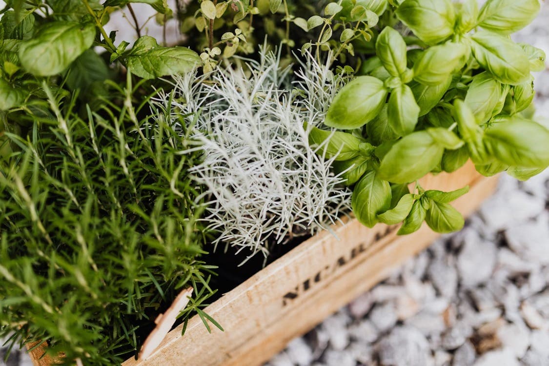 Growing Herbs at Work