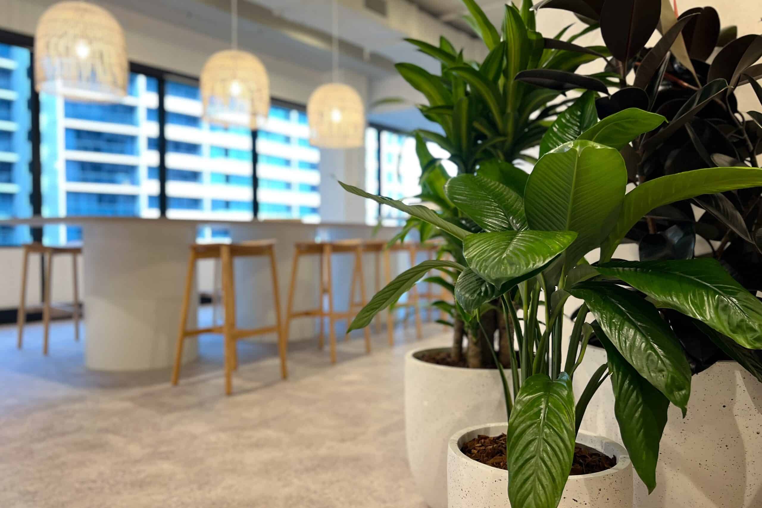 Biophilia, indoor plant hire, office design, biophilic design in architecture,
