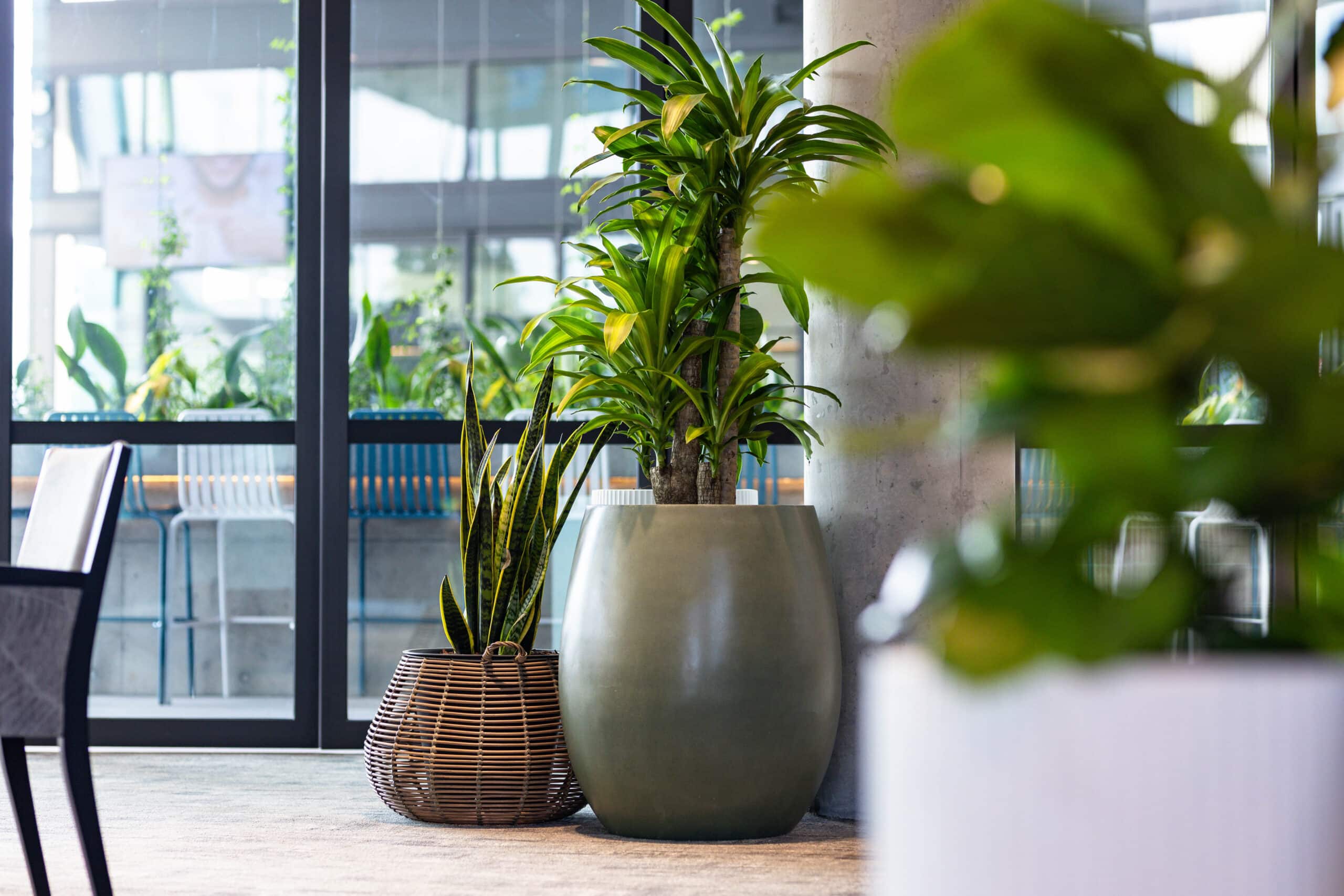 Custom planters, indoor plant hire, office plants,