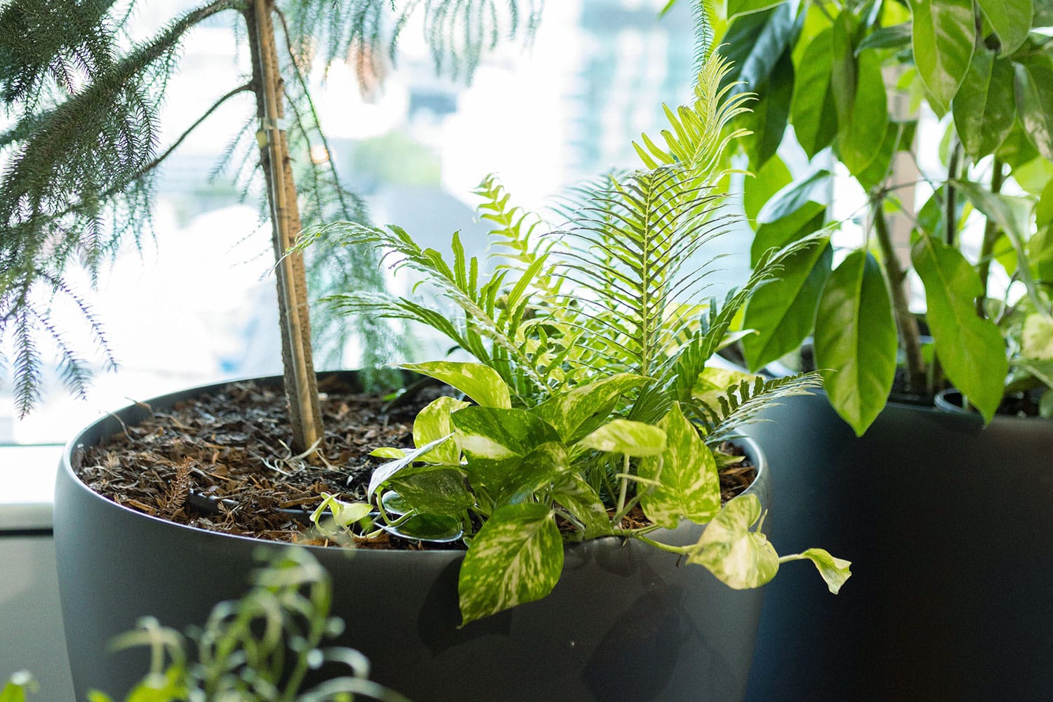 Biophilia Benefits of Indoor Plants