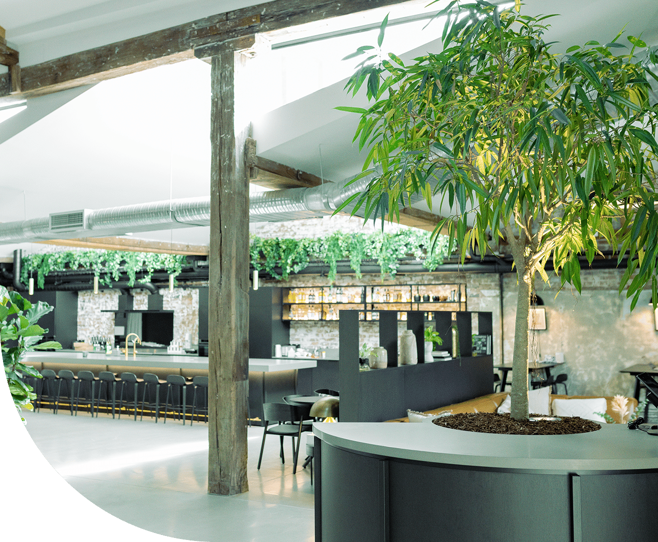 Gallery of Images Featuring Ficus Sabres as a centerpiece