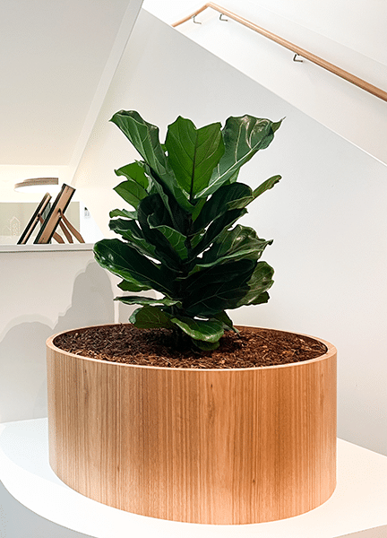 Indoor Plant Range for Hire