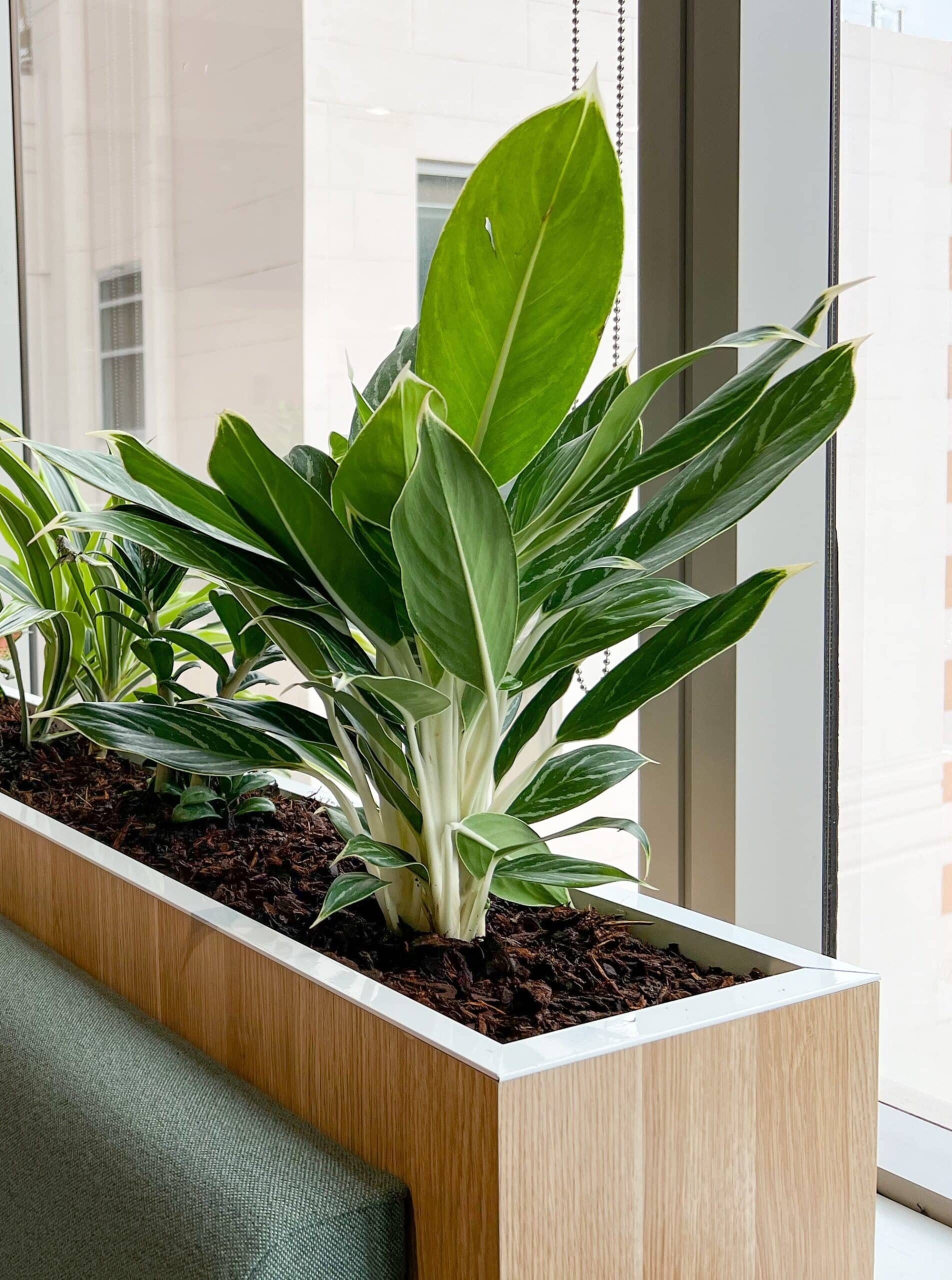 Green Aglaonema 2