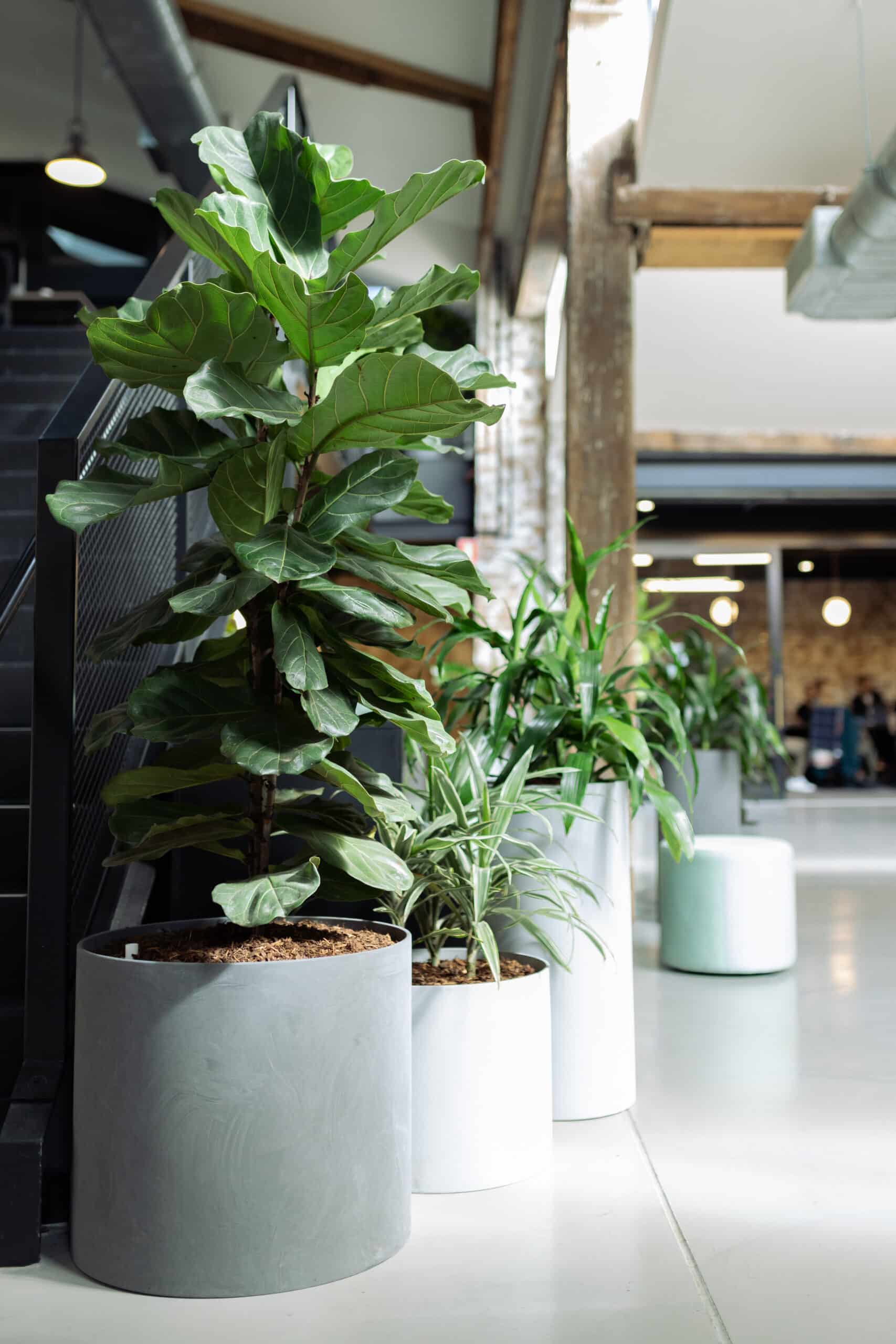 Akcelo Wanted a Nature Filled Office