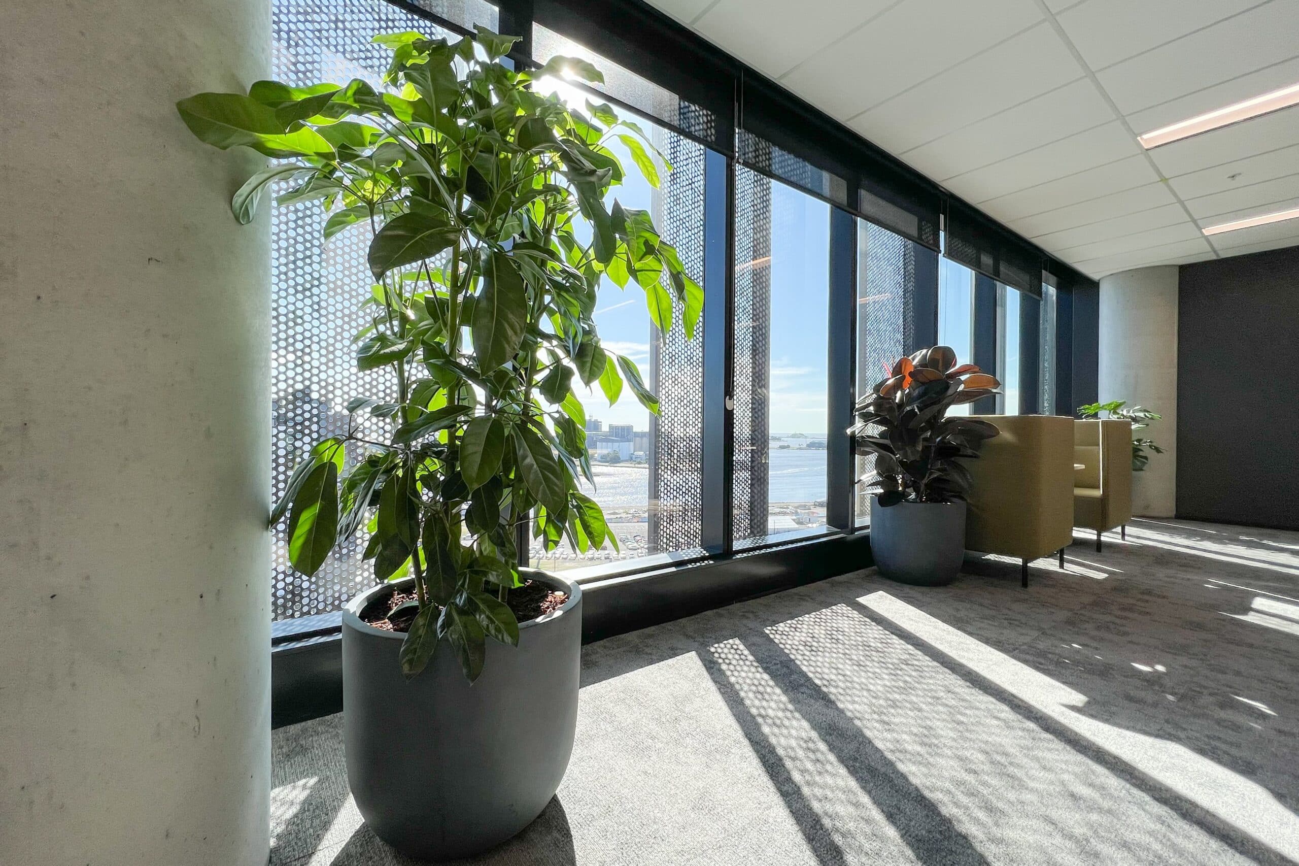 Amate Office Plant 1