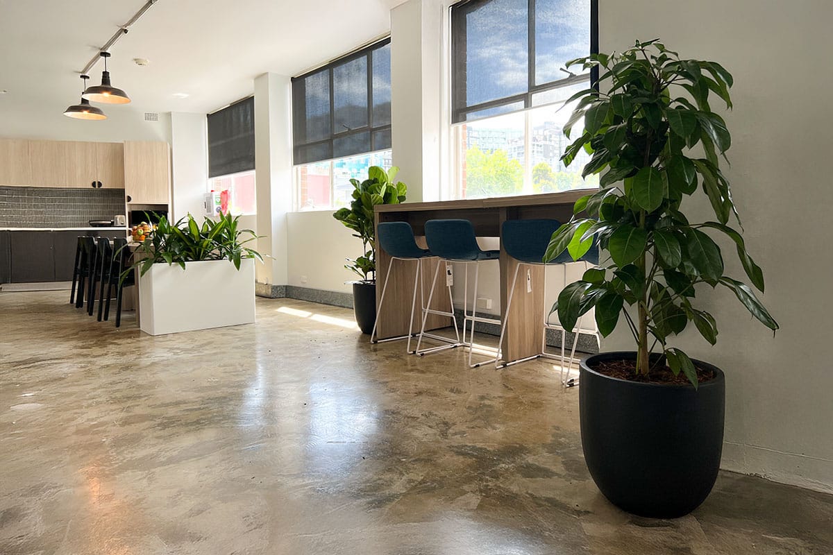 Amate Office Plant 3