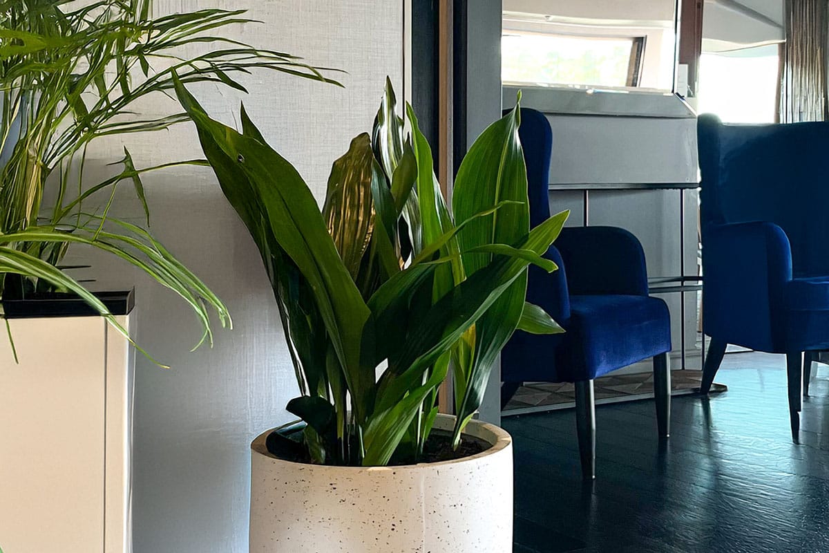 Aspidistra Office Plant Hire