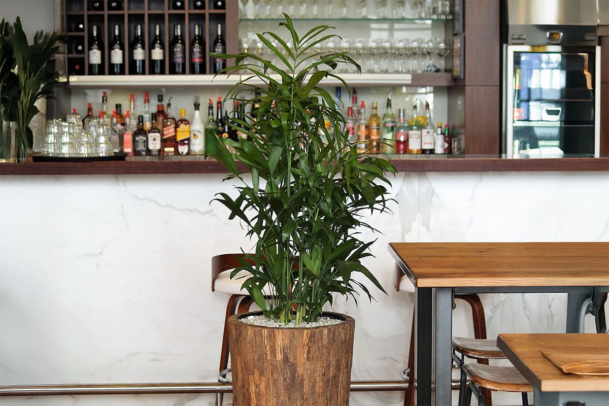 Bamboo Palm in Java Pot