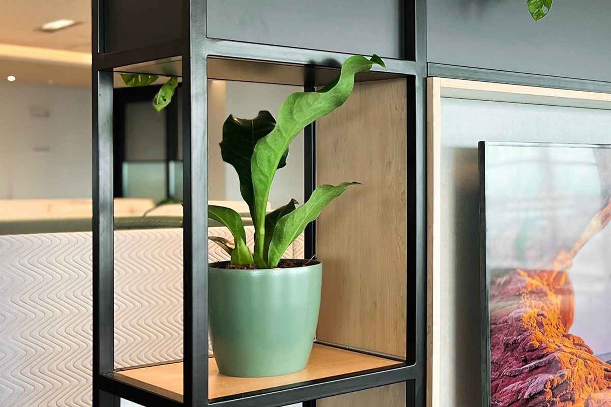 Birds Nest Fern Office Plant Hire 1