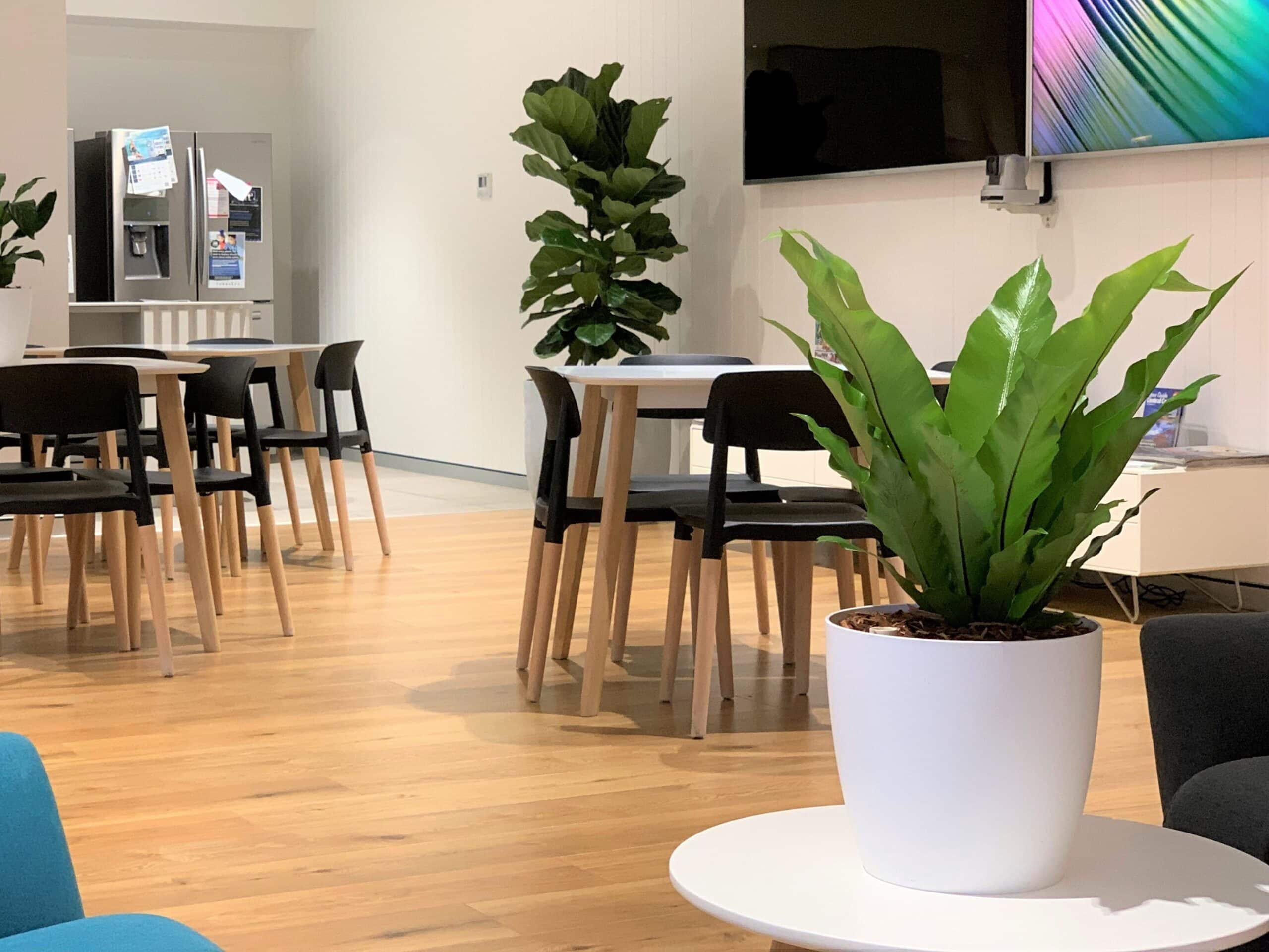 Birds Nest Fern Office Plant Hire 2