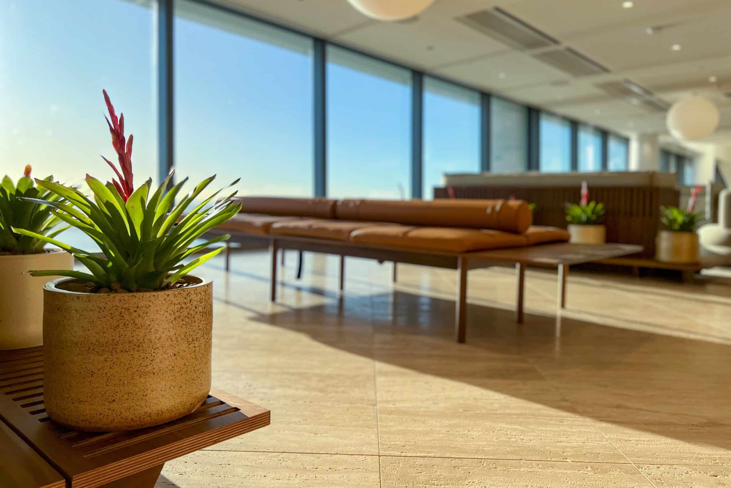 Bromeliad in an Office