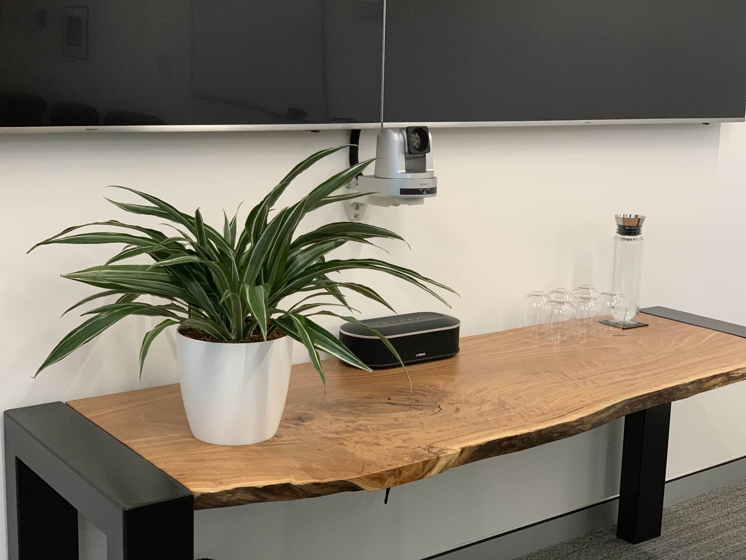 Bush Deremensis Desk Plant 2