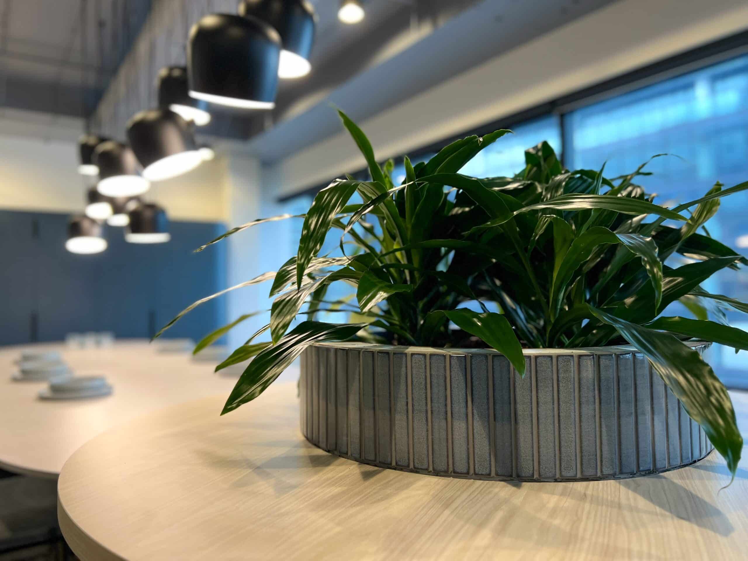 Bush Janet Craig Tabletop Plant Hire 1