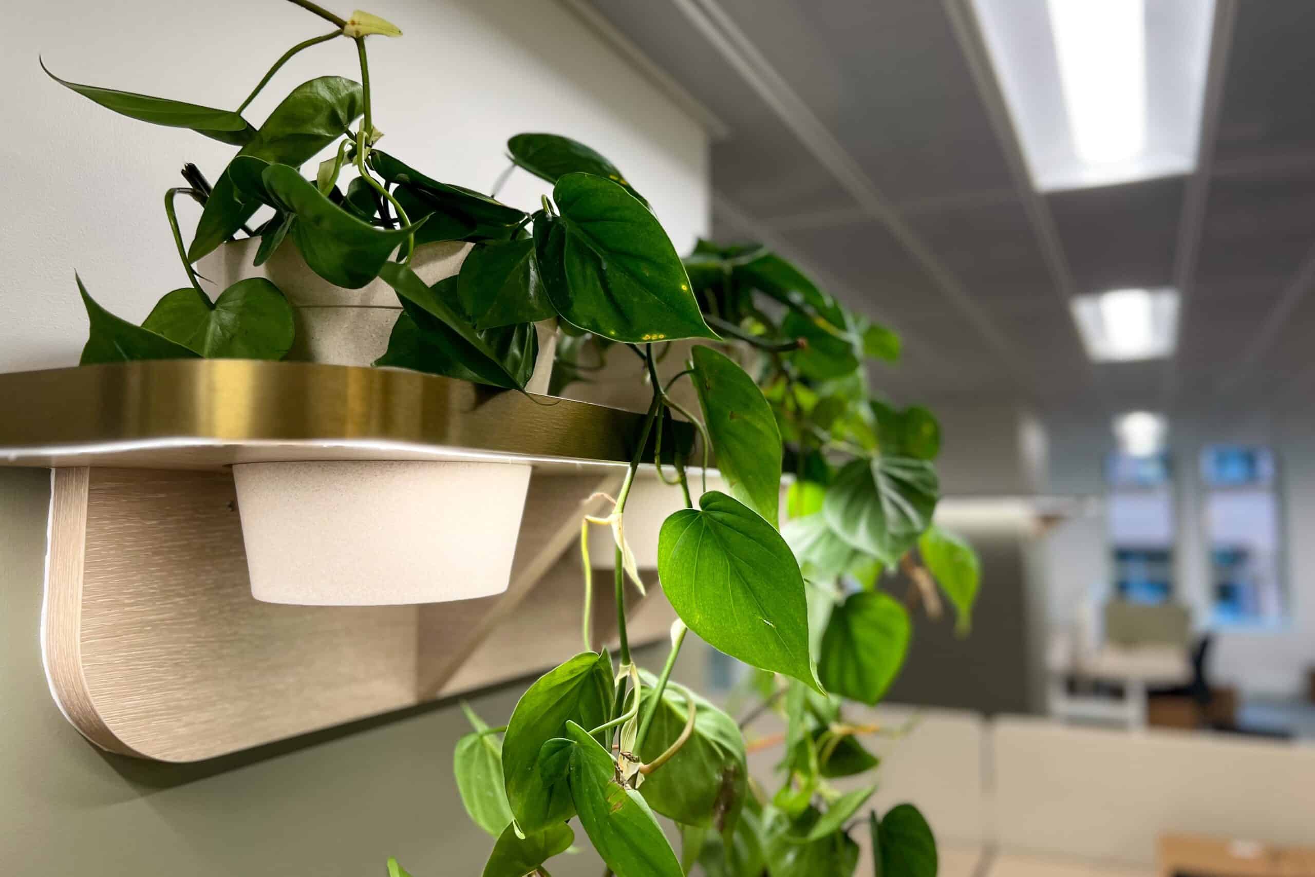 Devils Ivy Plant Hire 1
