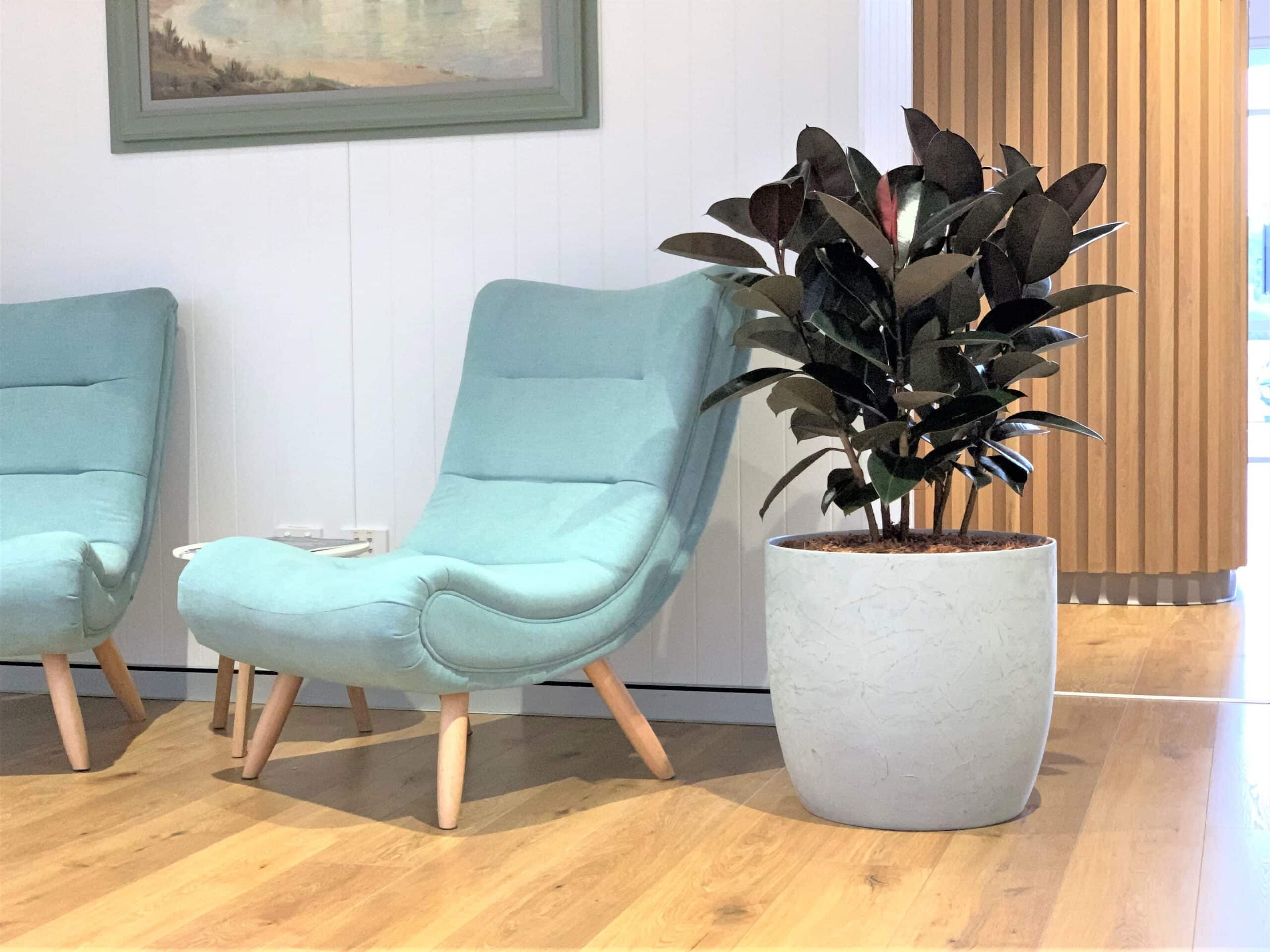 Ficus Burgundy Corporate Plant Hire 3