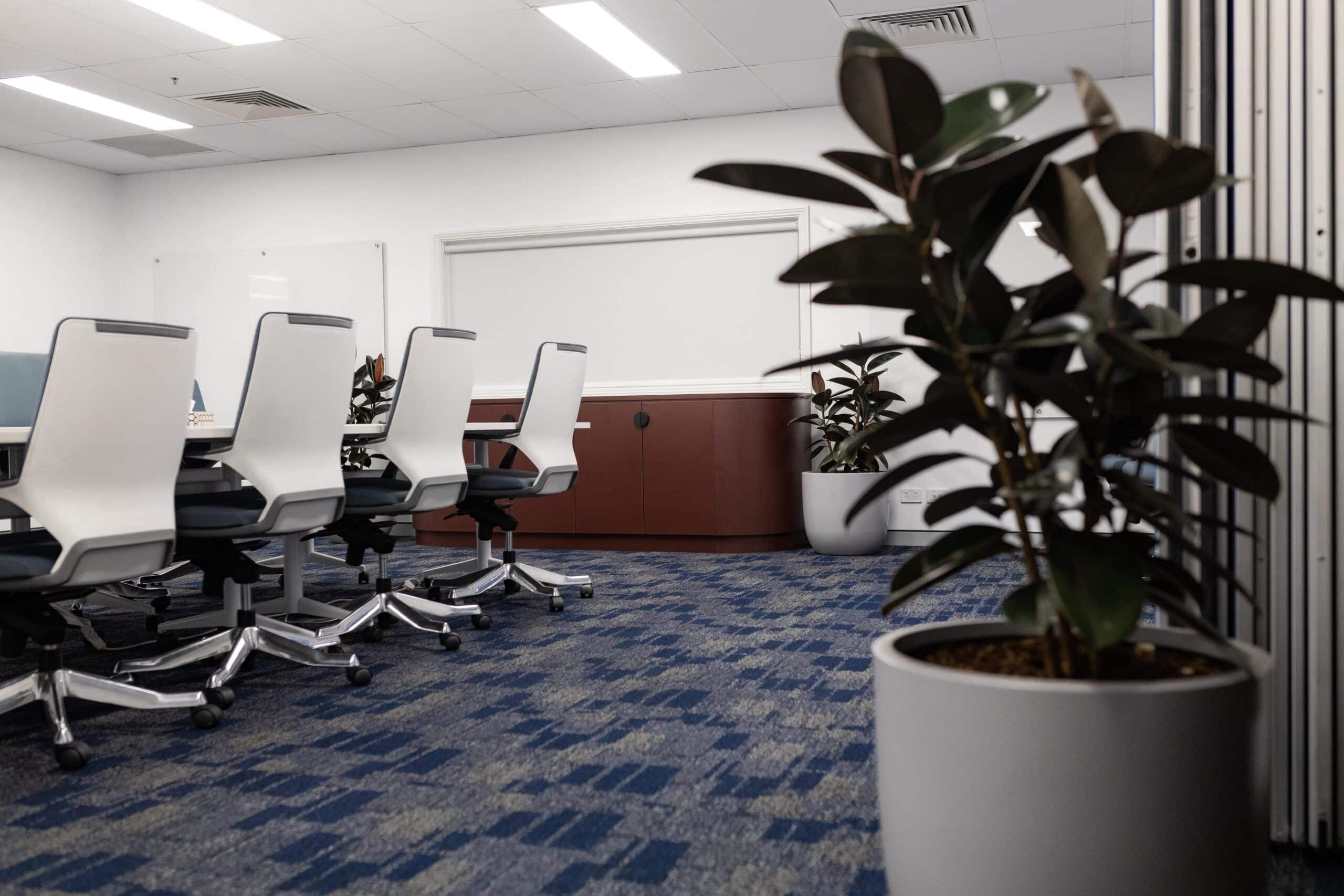Ficus Burgundy Corporate Plant Hire 4