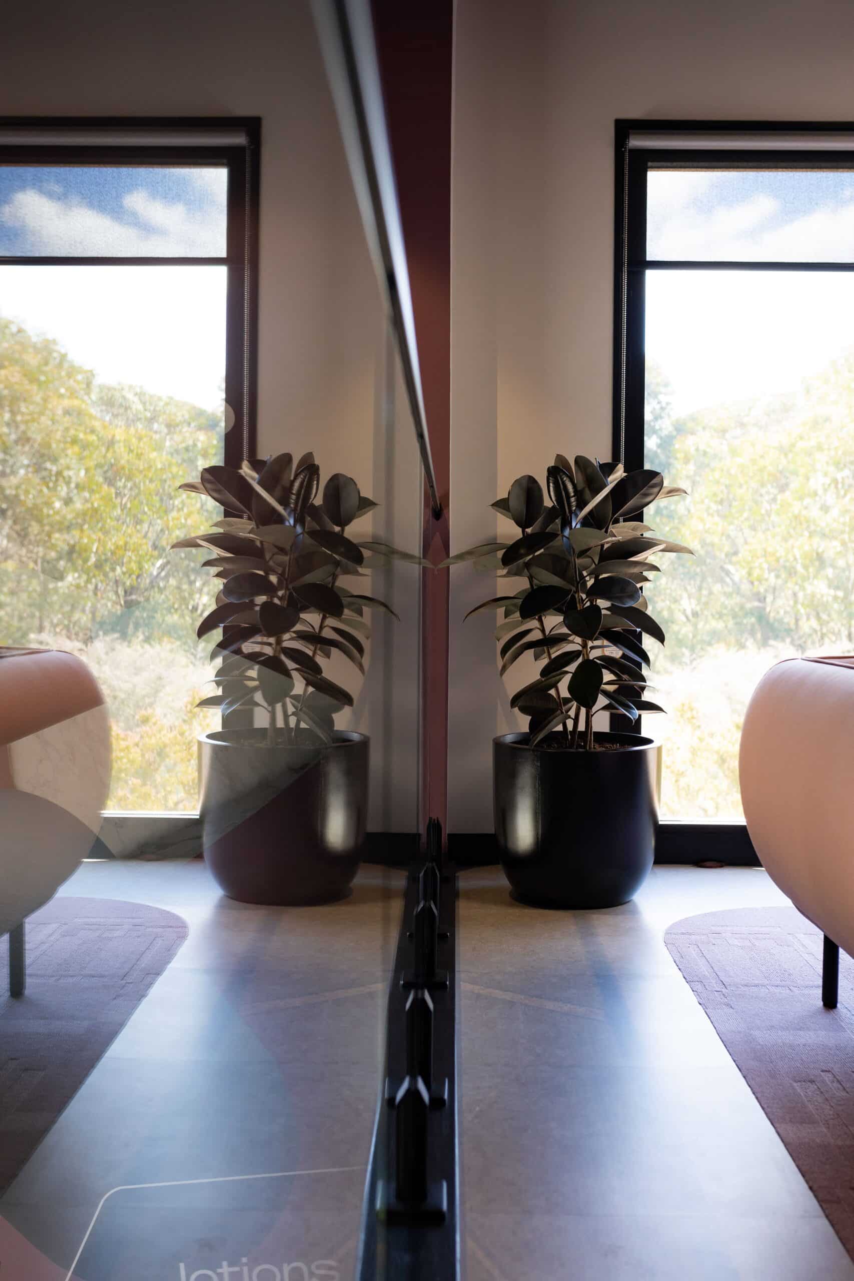 Ficus Burgundy Corporate Plant Hire 5