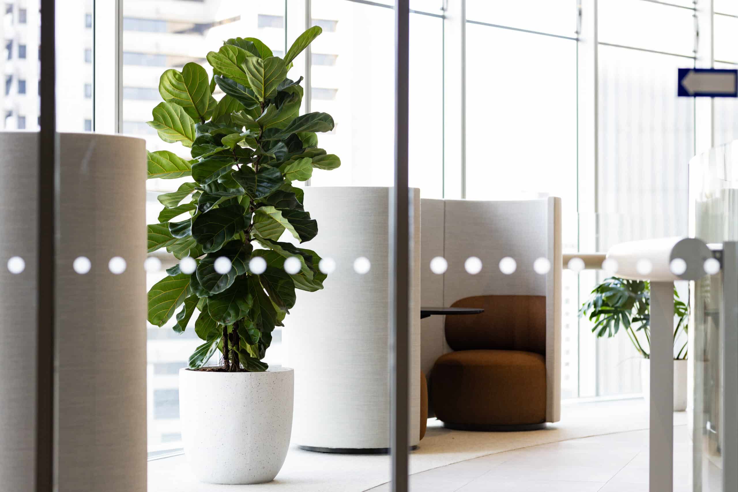 Ficus Lyrata Plant Hire 1