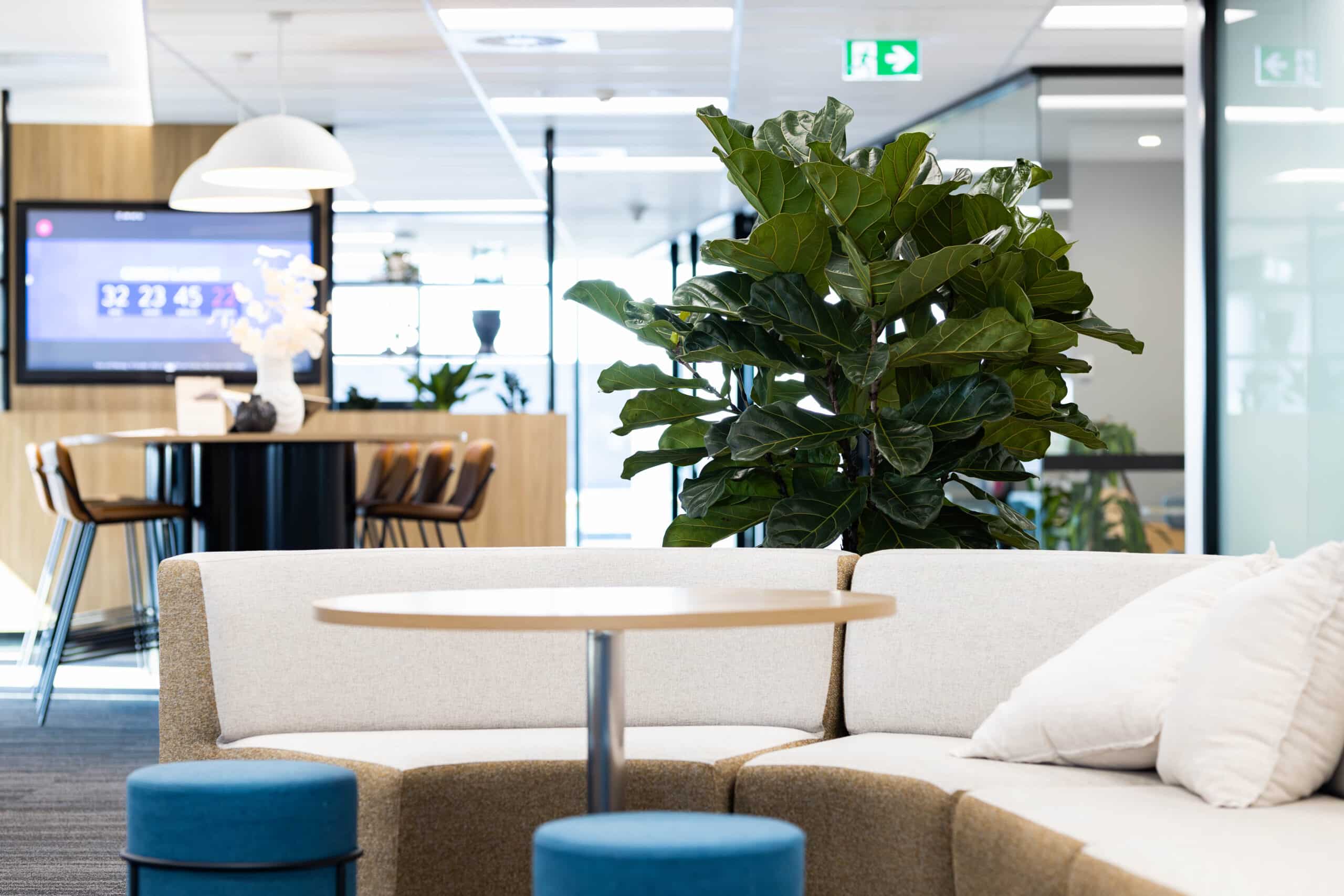 Ficus Lyrata Plant Hire 10