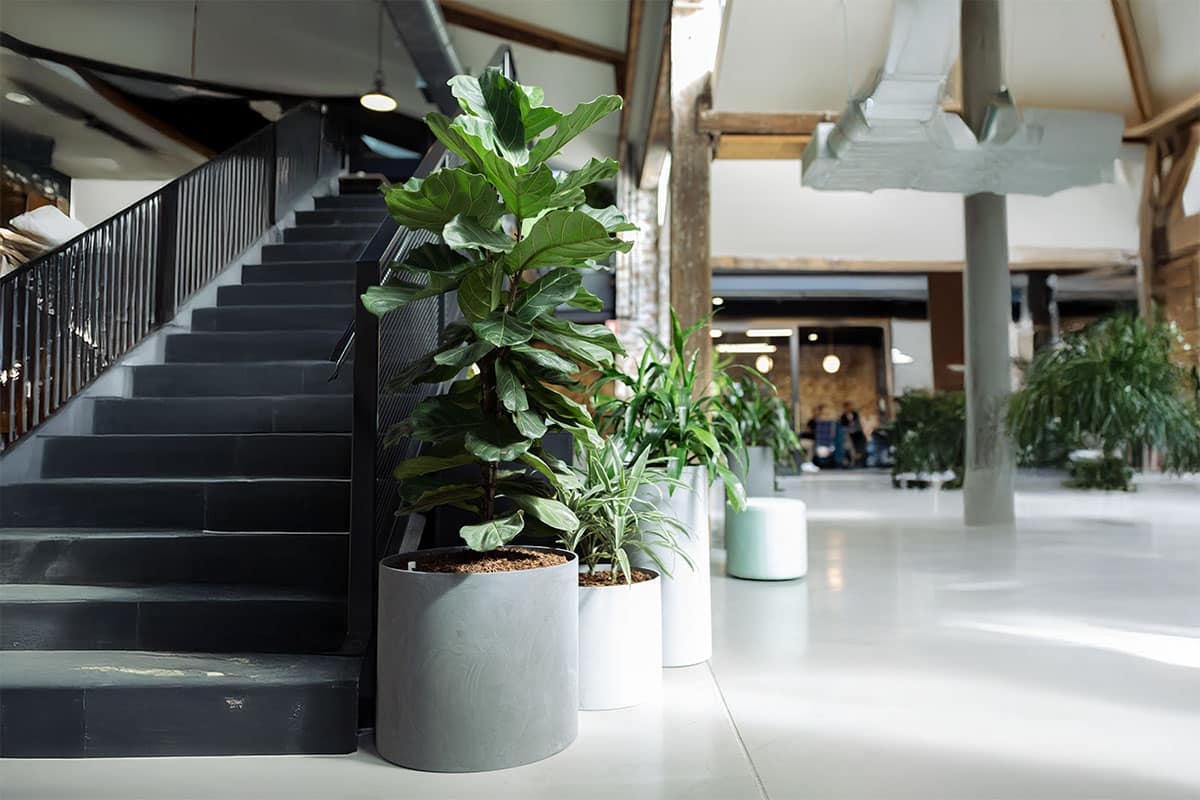 Ficus Lyrata Plant Hire 2