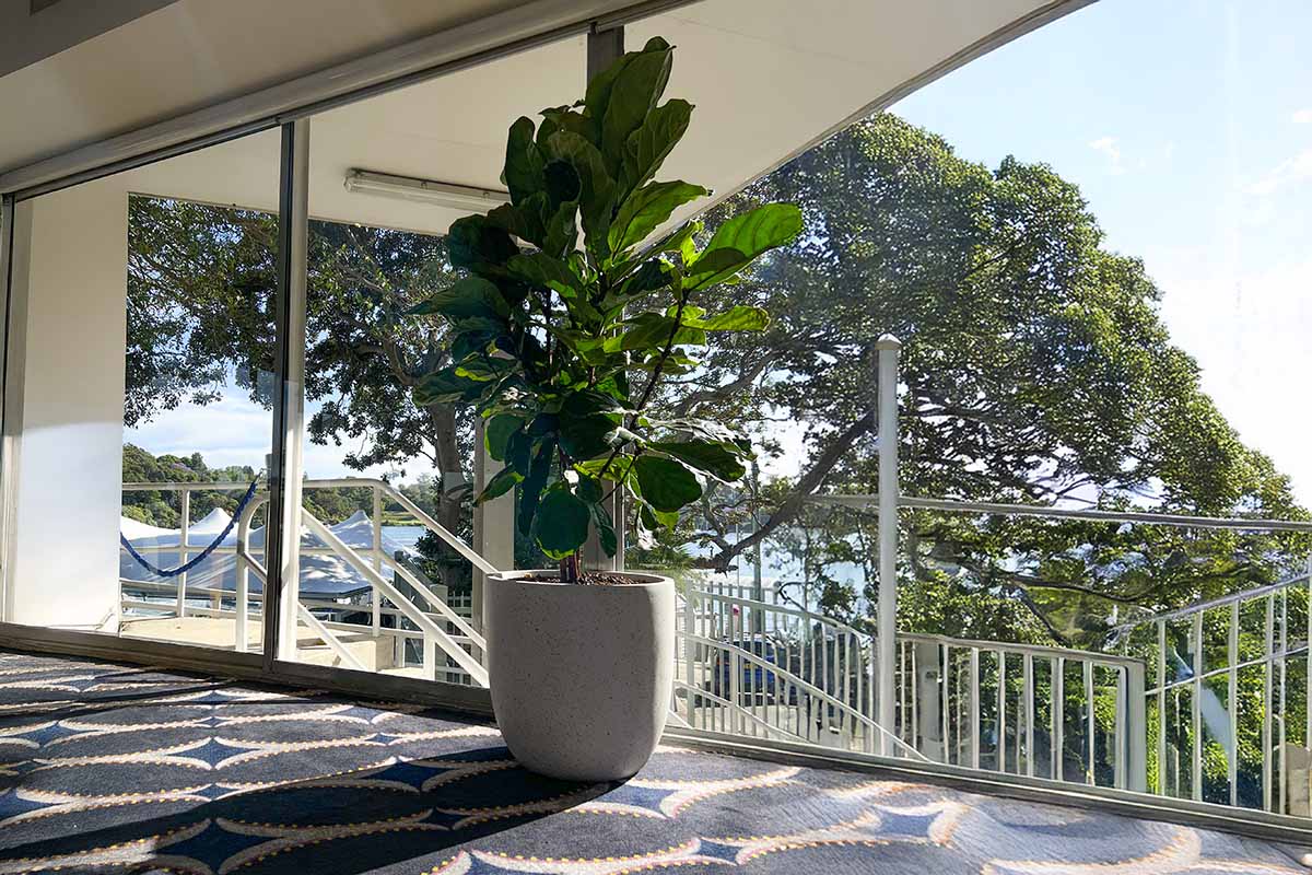 Ficus Lyrata Plant Hire 3