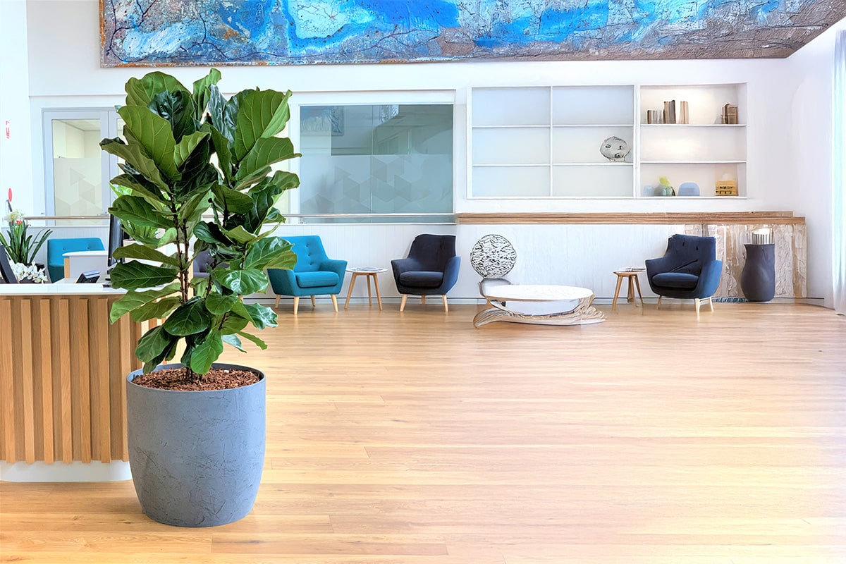 Ficus Lyrata Plant Hire 5