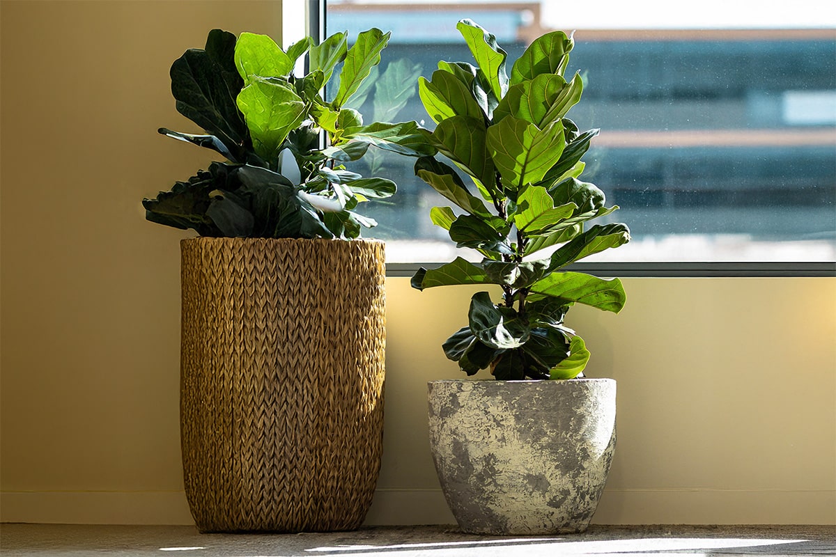 Ficus Lyrata Plant Hire 8