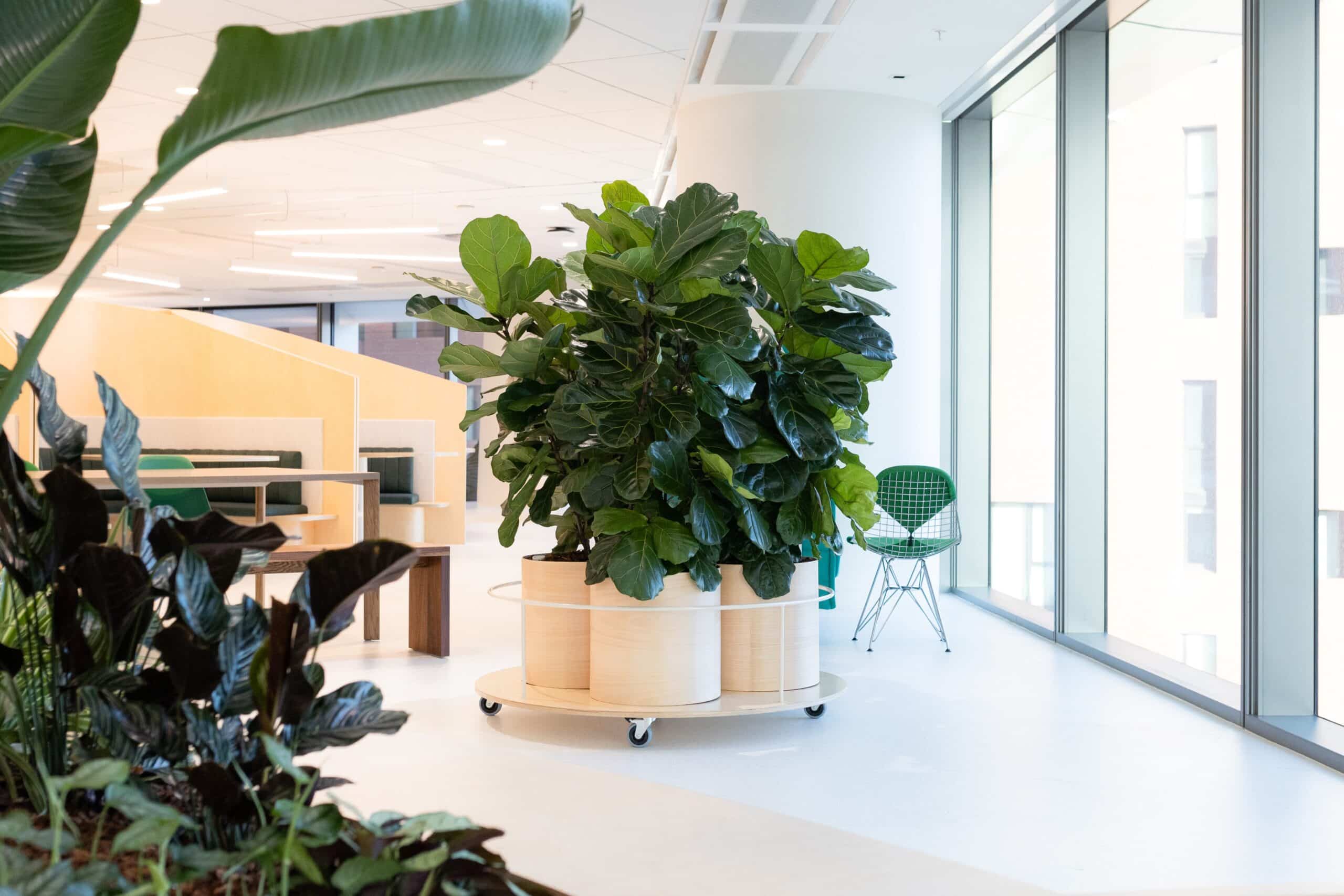Ficus Lyrata Plant Hire 9