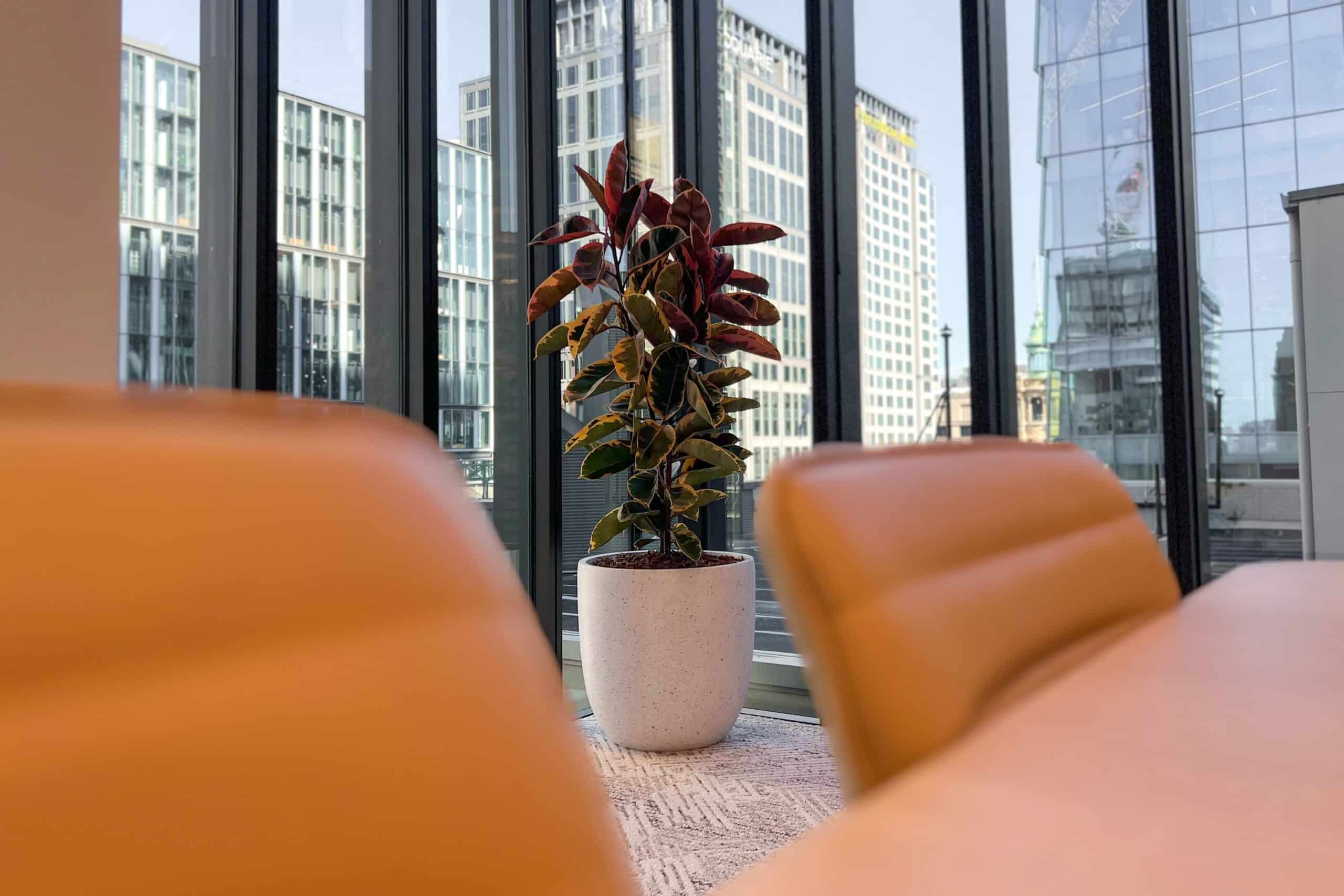 Ficus Ruby Office Plant Hire 1