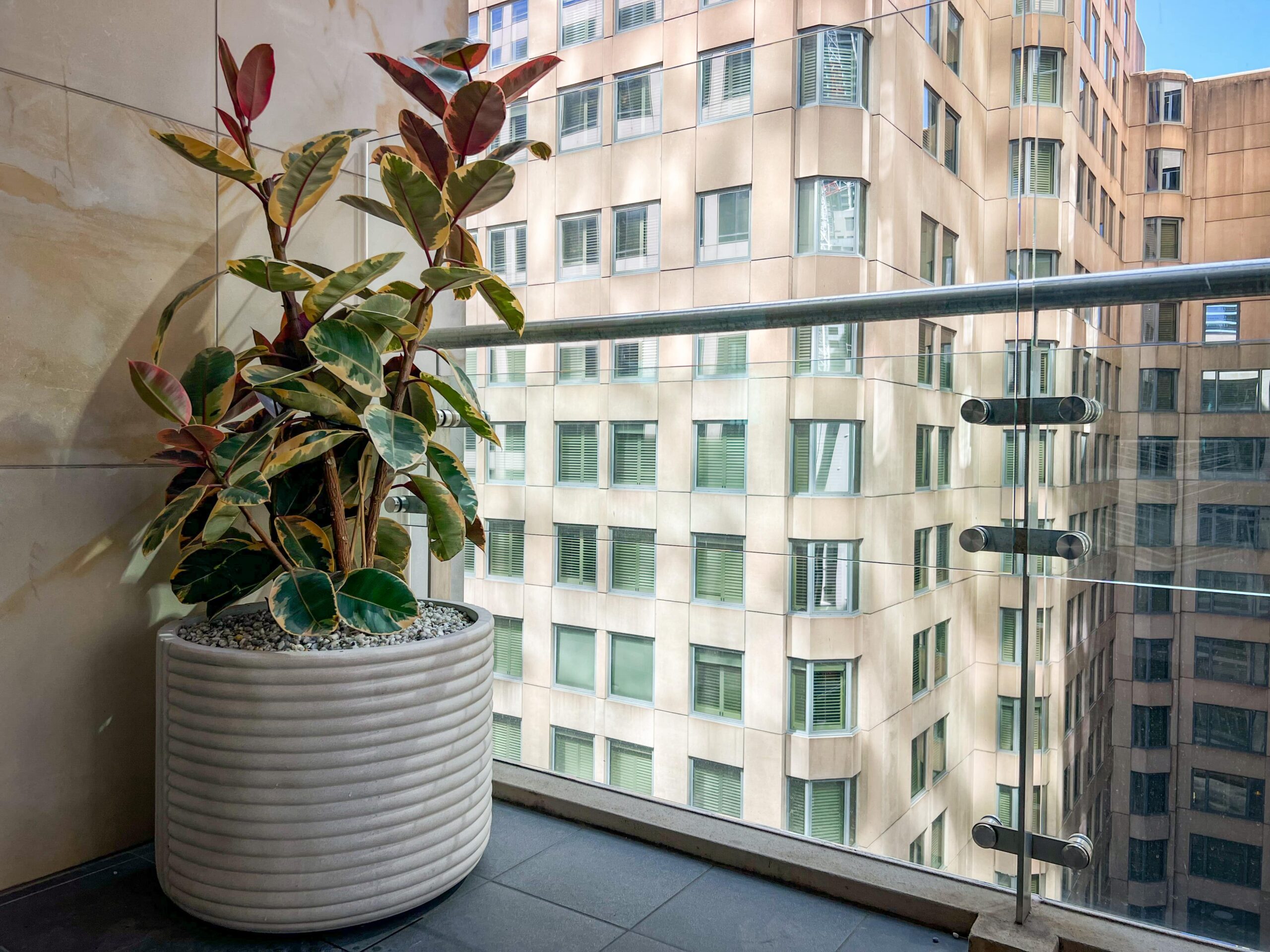 Ficus Ruby Office Plant Hire 2