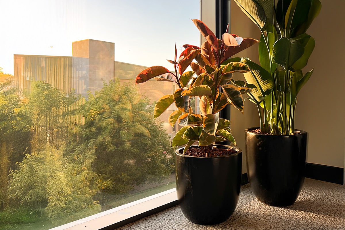 Ficus Ruby Office Plant Hire 3