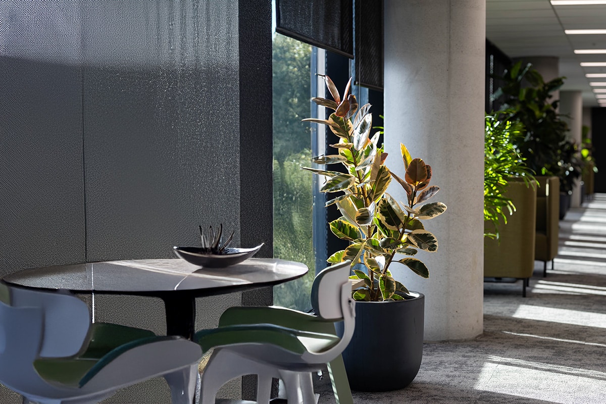 Ficus Ruby Office Plant Hire 4
