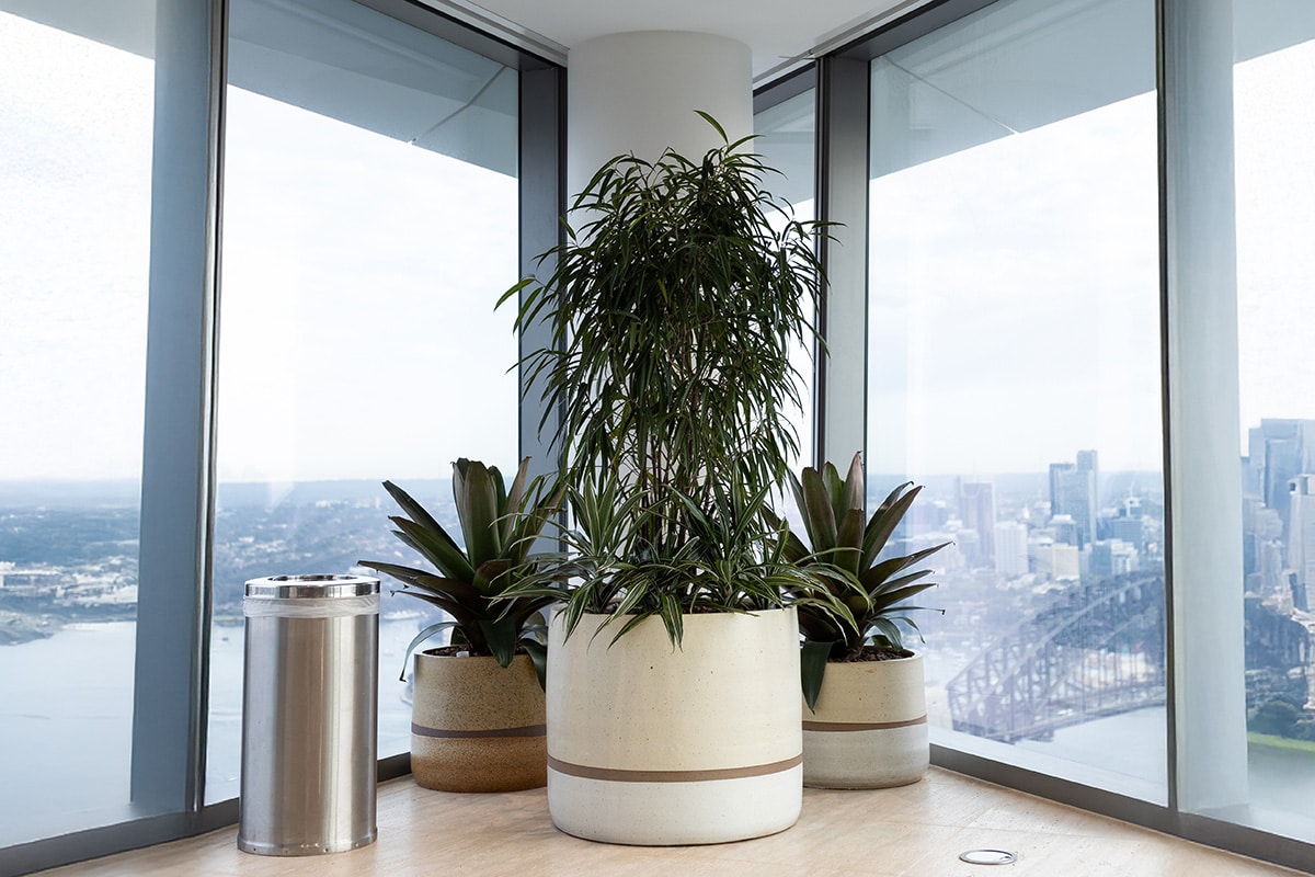 Ficus Sabre Indoor Plant 3