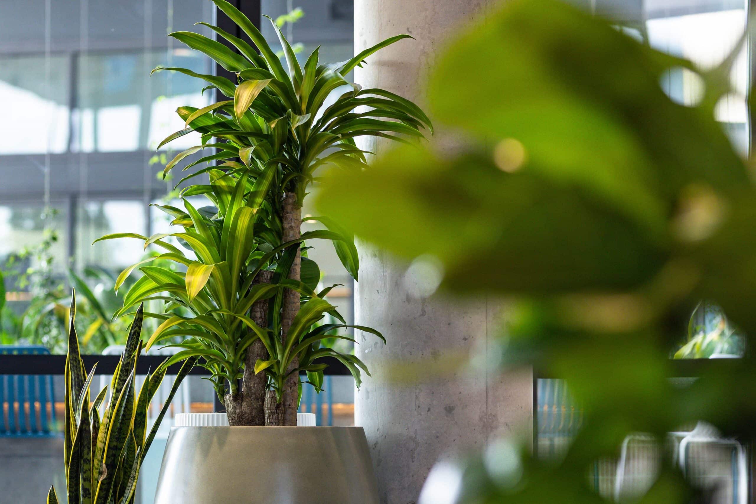 Happy Plant Large Indoor Plant 1