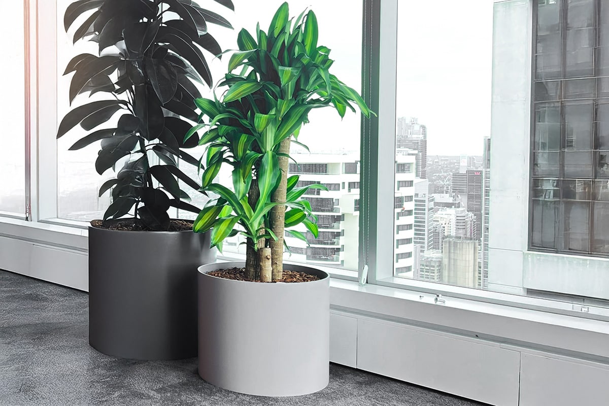 Happy Plant Large Indoor Plant 3