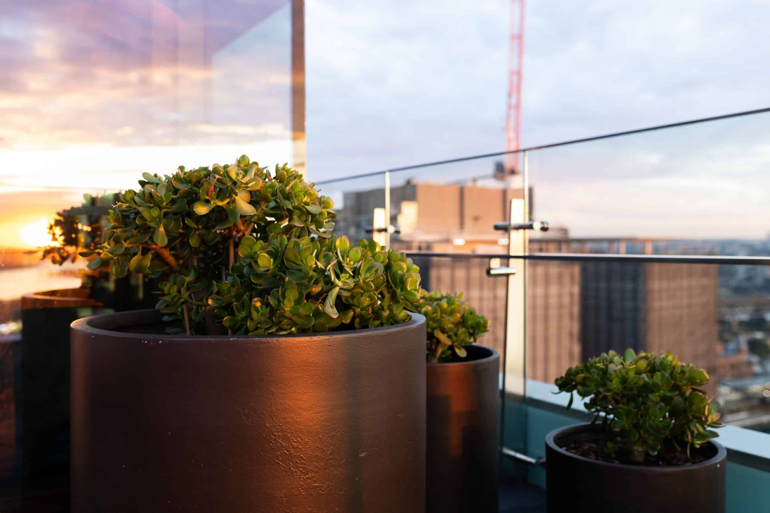 Jade Indoor Plant 1