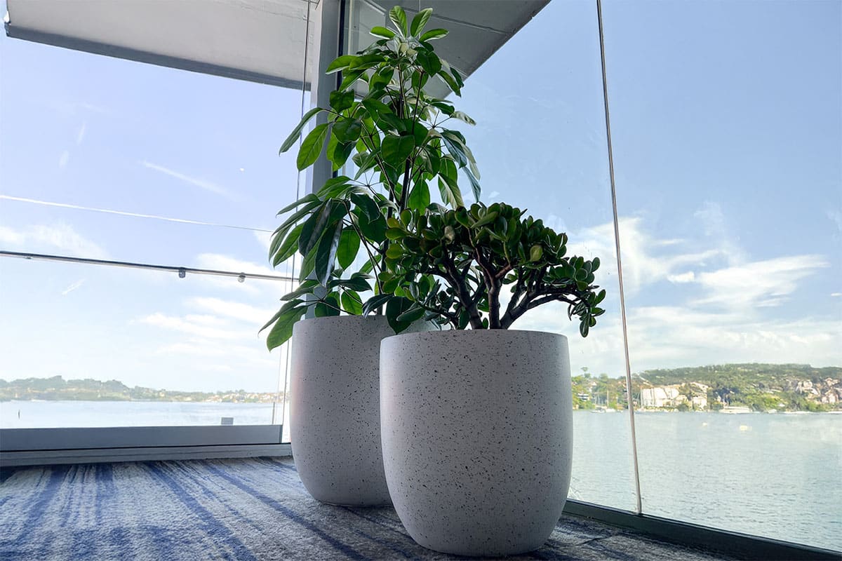 Jade Indoor Plant 2