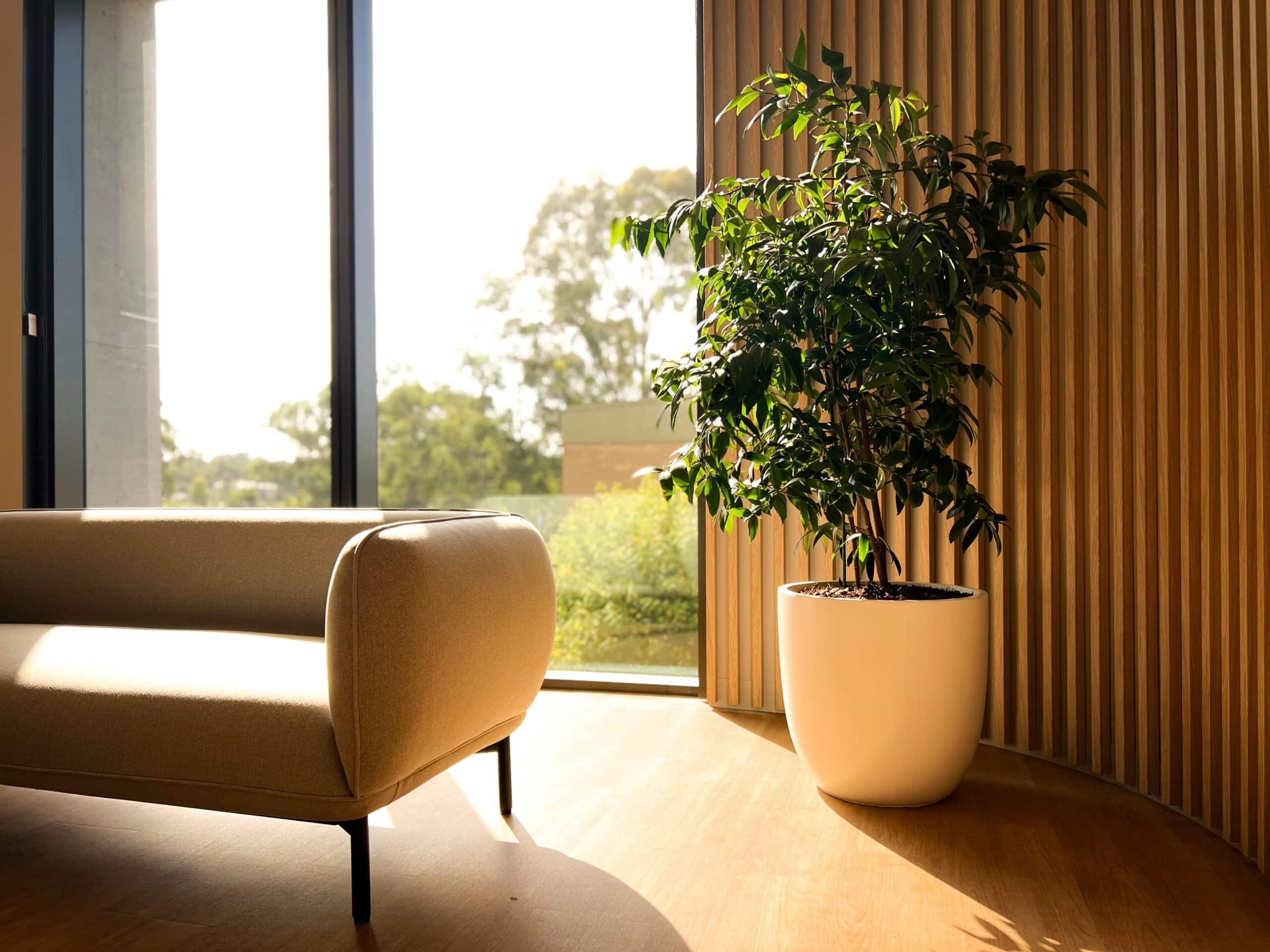 Kauri Pine Office Plant 1